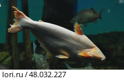 Iridescent shark catfish swimming in dark aquarium water. Стоковое видео, видеограф Mikhail Davidovich / Фотобанк Лори