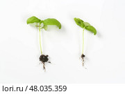 Two  basil seedlings with roots. Стоковое фото, фотограф Alena Dvorakova / PantherMedia / Фотобанк Лори