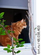 Ginger cat sitting on the window. Стоковое фото, фотограф Светлана Брайман / Фотобанк Лори