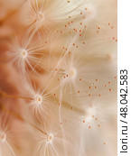 Macro of dandelion seeds with pollen in warm tones, allergy concept withcopyspace. Стоковое AI-изображение, AI-художник Севрюгина Наталья / Фотобанк Лори