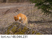 A red-haired cat on a walk on a sunny spring day. Стоковое фото, фотограф ~✿Eлена Челышева(Кочина)✿~ / Фотобанк Лори