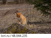 A red-haired cat on a walk on a sunny spring day. Стоковое фото, фотограф ~✿Eлена Челышева(Кочина)✿~ / Фотобанк Лори