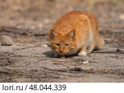 A red-haired cat on a walk on a sunny spring day. Стоковое фото, фотограф ~✿Eлена Челышева(Кочина)✿~ / Фотобанк Лори