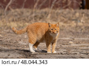 A red-haired cat on a walk on a sunny spring day. Стоковое фото, фотограф ~✿Eлена Челышева(Кочина)✿~ / Фотобанк Лори