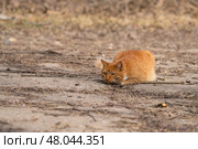 A red-haired cat on a walk on a sunny spring day. Стоковое фото, фотограф ~✿Eлена Челышева(Кочина)✿~ / Фотобанк Лори