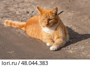 A red-haired cat on a walk on a sunny spring day. Стоковое фото, фотограф ~✿Eлена Челышева(Кочина)✿~ / Фотобанк Лори
