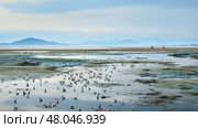 tidal salt marsh landscape ai generated. Стоковое AI-изображение, AI-художник Vectorwin / Фотобанк Лори