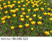 Vendee Globe Yellow Tulip Field. Стоковое фото, фотограф Валерия Попова / Фотобанк Лори