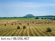 Rural landscape. Harvested hay in rows waiting to be baled. Mown hay in a field. Hay windrows in a field. Стоковое фото, фотограф Андреева Тамара Викторовна / Фотобанк Лори