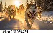 alaska dog mushing ai generated. Стоковое AI-изображение, AI-художник Vectorwin / Фотобанк Лори