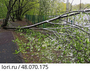 Последствия снегопада 2 мая 2025 года. Упавшее под тяжестью снега дерево. Парк "Дубки", Новые Химки. Стоковое фото, фотограф Александр Замараев / Фотобанк Лори