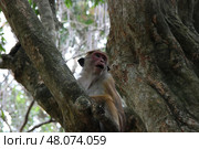 Любопытная обезьянка в пышной зелени  Curious Monkey Nibbling in Lush Greenery. Стоковое фото, фотограф Соболева Наталия / Фотобанк Лори