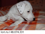 Очаровательный щенок джек-рассел-терьера отдыхает на уютном одеяле Adorable Jack Russell Terrier puppy relaxing on a cozy blanket. Стоковое фото, фотограф Соболева Наталия / Фотобанк Лори