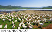 feed poultry chicken farm ai generated. Стоковое AI-изображение, AI-художник Vectorwin / Фотобанк Лори