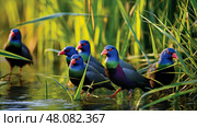 foraging purple gallinule ai generated. Стоковое AI-изображение, AI-художник Vectorwin / Фотобанк Лори