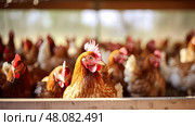 goose animal eggs production ai generated. Стоковое AI-изображение, AI-художник Vectorwin / Фотобанк Лори