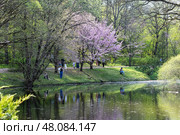 На берегу пруда в ботаническом парке распускается сакура. Редакционное фото, фотограф Андрей Иванов / Фотобанк Лори