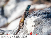 Small colorful lizard in the wild on stone. animals wallpaper, close up. Стоковое фото, фотограф Екатерина Якименко / Фотобанк Лори