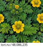 Potentilla anserina with yellow flowers. Стоковое AI-изображение, AI-художник Любовь Назарова / Фотобанк Лори