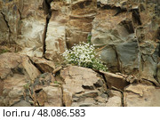 Белые цветы растут на скалах. Стоковое фото, фотограф Богдана Лесневская / Фотобанк Лори
