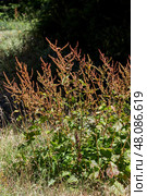 Useful, medicinal plant grows (Rumex confertus) in the forest close-up. Стоковое фото, фотограф Татьяна Ляпи / Фотобанк Лори
