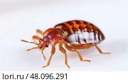insect bed bug white background ai generated. Стоковое AI-изображение, AI-художник Vectorwin / Фотобанк Лори