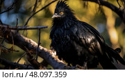 shadows black chicken ai generated. Стоковое AI-изображение, AI-художник Vectorwin / Фотобанк Лори