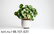 peperomioides house plant white background ai generated. Стоковое AI-изображение, AI-художник Vectorwin / Фотобанк Лори