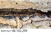 nest odorous house ants ai generated. Стоковое AI-изображение, AI-художник Vectorwin / Фотобанк Лори