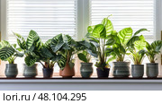 green calathea plant ai generated. Стоковое AI-изображение, AI-художник Vectorwin / Фотобанк Лори