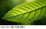 edges elm tree leaf ai generated. Стоковое AI-изображение, AI-художник Vectorwin / Фотобанк Лори