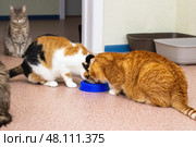 Enjoying the playful antics of adorable cats as they share food in a cozy, inviting environment. Стоковое фото, фотограф Аксенова Вера / Фотобанк Лори