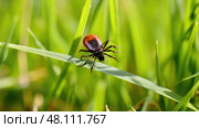 scapularis black legged tick ai generated. Стоковое AI-изображение, AI-художник Vectorwin / Фотобанк Лори