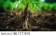 soil hemp plant roots. Стоковое AI-изображение, AI-художник Vectorwin / Фотобанк Лори