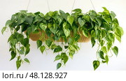 cascades golden pothos ai generated. Стоковое AI-изображение, AI-художник Vectorwin / Фотобанк Лори