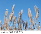 Silvergrass or Miscanthus sinensis grass on blue sky background. Стоковое фото, фотограф Сергей Пристяжнюк (Serg Zastavkin) / Фотобанк Лори