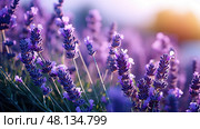 relaxation essentail oil ai generated. Стоковое AI-изображение, AI-художник Vectorwin / Фотобанк Лори