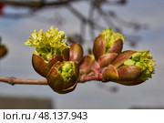 The flower buds of the holly maple are blooming (lat. Acer platanoides). Holly maple is a woody plant species of the genus Maple (Acer) of the Sapindaceae family. Стоковое фото, фотограф Андрей Жигальцов / Фотобанк Лори