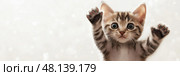 Cute kitten waves paw while looking curiously at the camera indoors, copy space. Милый котенок машет лапой, с любопытством глядя в камеру в помещении. Стоковое AI-изображение, AI-художник Katsiaryna Repich / Фотобанк Лори
