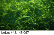 currents seaweed texture ai generated. Стоковое AI-изображение, AI-художник Vectorwin / Фотобанк Лори