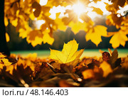 Glorious yellow leaves create a vibrant carpet on the ground, illuminated by golden sunlight filtering through the branches, capturing the serene beauty of an autumn day Generative AI. Стоковое AI-изображение, AI-художник Юлия Петровская / Фотобанк Лори