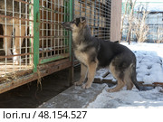 Young dog looks at other dogs in a cage. Стоковое фото, фотограф Okssi / Фотобанк Лори