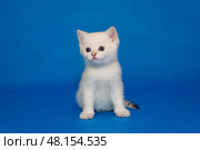 Small white kitten with blue eyes. Стоковое фото, фотограф Okssi / Фотобанк Лори