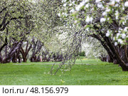Россия. Москва. Вид на яблоневый сад весной. Russia. Moscow. View of the apple orchard in spring. Стоковое фото, фотограф Алексей Смышляев / Фотобанк Лори