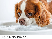 Cavalier King Charles Spaniel drinking water indoors. Милый кавалер кинг чарльз спаниель склонился над миской, осторожно потягивая воду. Выразительные глаза и мягкая шерсть собаки привлекают внимание в этом ярком помещении. Стоковое AI-изображение, AI-художник Katsiaryna Repich / Фотобанк Лори