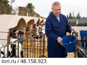 Middle-aged male farm worker scooping milk into buckets for taking care of calves with tags on a spring farm. Стоковое фото, фотограф Яков Филимонов / Фотобанк Лори