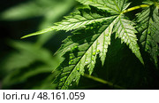 green castor oil plant ai generated. Стоковое AI-изображение, AI-художник Vectorwin / Фотобанк Лори