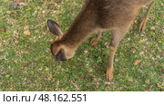 A Rusa deer Cervus timorensis grazes in a green meadow. The animal is eating grass, with its head tilted. Beige fur is visible, legs with hooves, ears. Close-up. A fragment. Mauritius. Стоковое фото, фотограф Вера Ивановна Кубарева / Фотобанк Лори