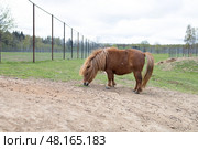 Пони шетлендский. Стоковое фото, фотограф Ирина Макашова / Фотобанк Лори
