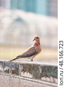 Laughing dove, Spilopelia senegalensis, small pigeon close up. Стоковое фото, фотограф Екатерина Якименко / Фотобанк Лори